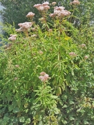 Wasserdost rot - Eupatorium purpureum